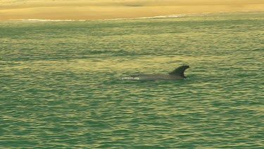 Bunbury Dolphins Scenic