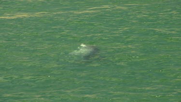 Bunbury Dolphins Scenic