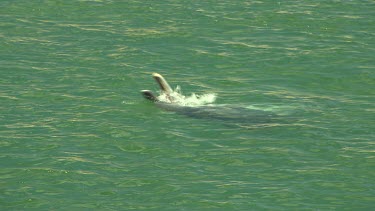 Bunbury Dolphins Scenic