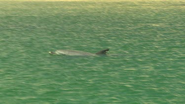 Bunbury Dolphins Scenic