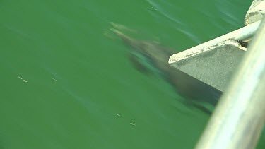 Bunbury Dolphins Scenic