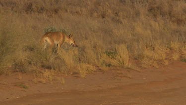 Dingo urinating on a dry landscape
