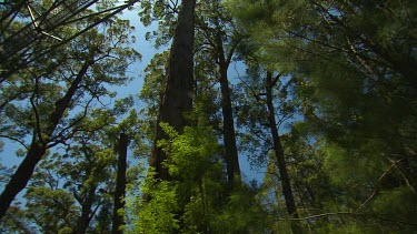 Valley of the Giants Scenic