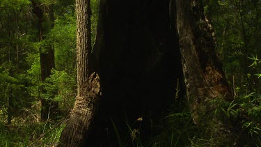 Valley of the Giants Scenic