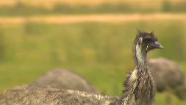 Emu