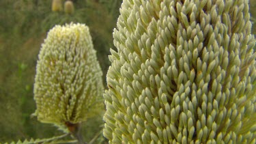 Esperance Flora Scenic