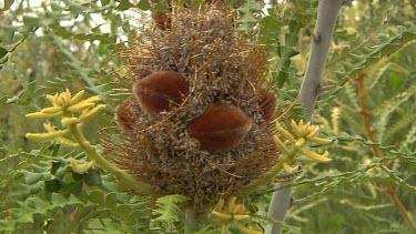 Esperance Flora Scenic