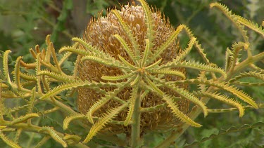 Esperance Flora Scenic