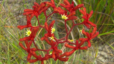Esperance Flora Scenic