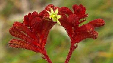 Esperance Flora Scenic