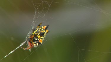 Christmas spider