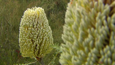 Esperance Flora Scenic