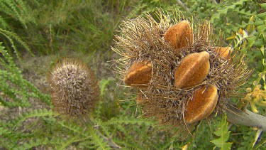 Esperance Flora Scenic