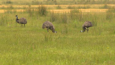 Emu