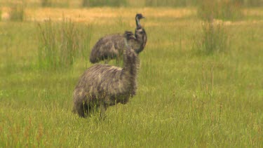 Emu