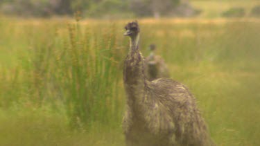 Emu