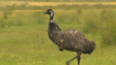 Emu