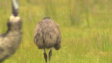 Emu