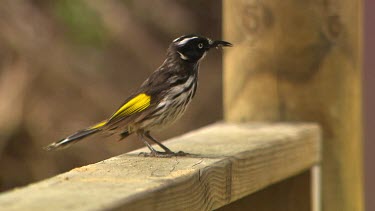 New Holland Honeyeater