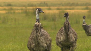 Emu