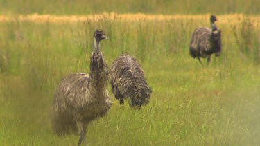 Emu