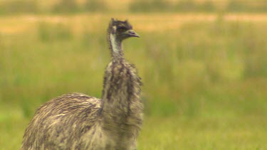 Emu