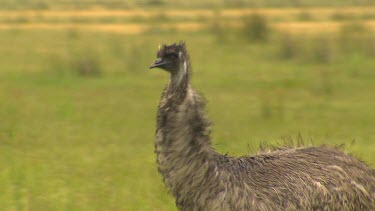 Emu