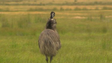 Emu