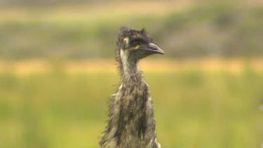 Emu