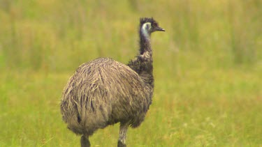 Emu