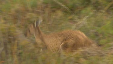 Western Grey Kangaroo