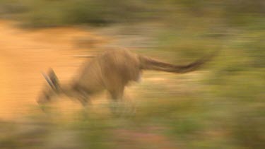 Western Grey Kangaroo