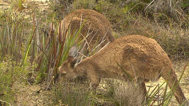 Western Grey Kangaroo