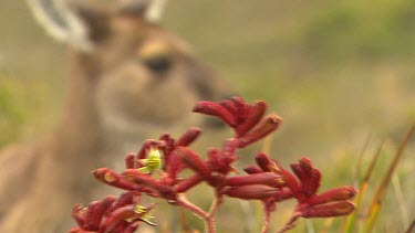 Western Grey Kangaroo