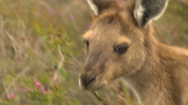 Western Grey Kangaroo