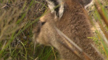 Western Grey Kangaroo