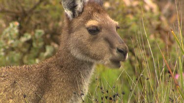 Western Grey Kangaroo