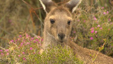 Western Grey Kangaroo