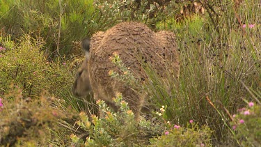 Western Grey Kangaroo