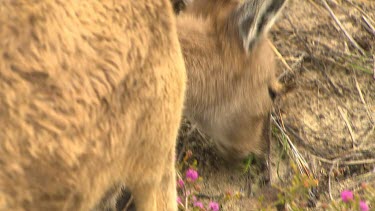 Western Grey Kangaroo