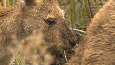 Western Grey Kangaroo