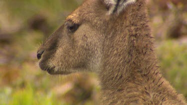 Western Grey Kangaroo