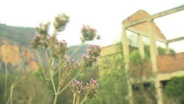 Oil Shale Works Ruins