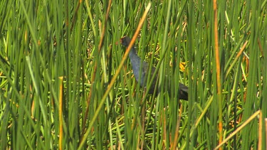 Musk Duck