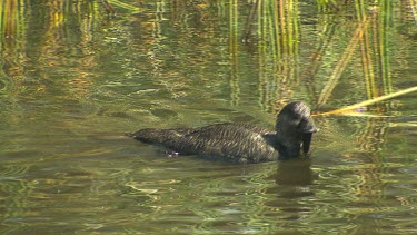 Musk Duck