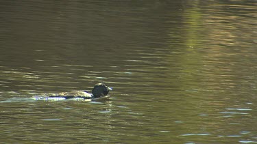 Musk Duck