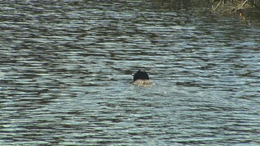 Musk Duck