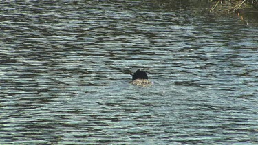 Musk Duck