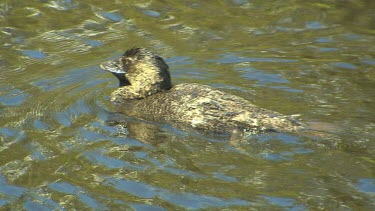 Musk Duck