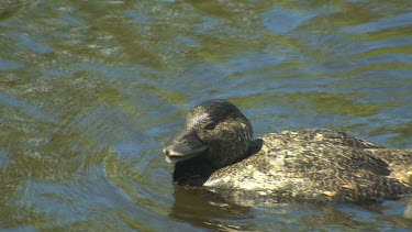 Musk Duck